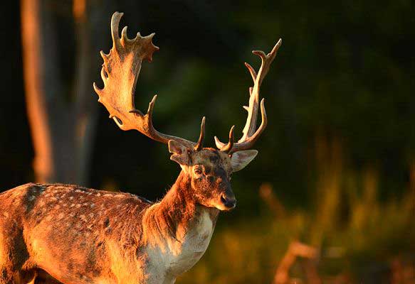 Fallow deer (c) Theo Grüntjens